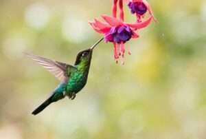 Hummingbird