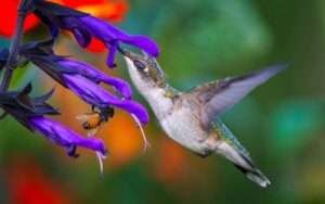 Hummingbird