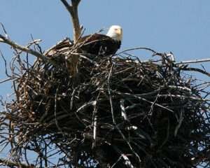 Big Bear Eagle