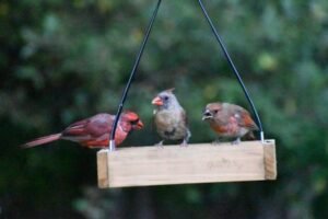 Northern Cardinal