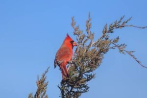 Northern Cardinal