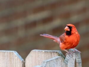 Northern Cardinal