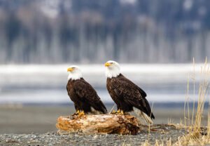 Bald Eagle