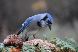 Blue Jay