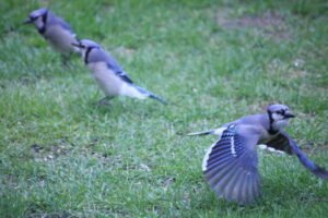 Blue Jay