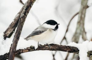 Chickadee