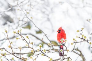 Northern Cardinal