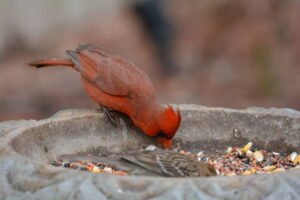 Northern Cardinal