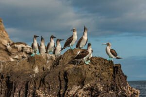 Blue footed booby