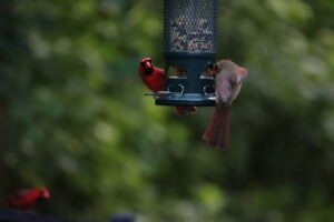 Northern Cardinal