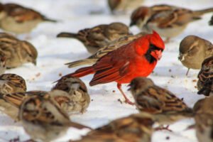 Northern Cardinal