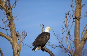 Bald Eagle