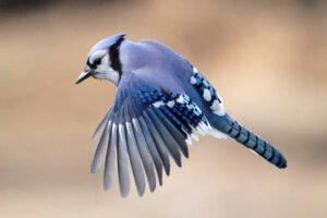 Blue Jay