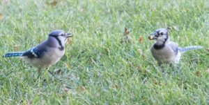 Blue Jay