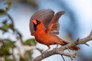 Northern Cardinal