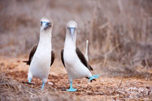 Blue footed booby