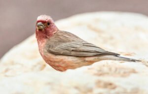 Northern Cardinal