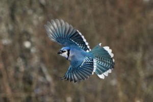 Blue Jay