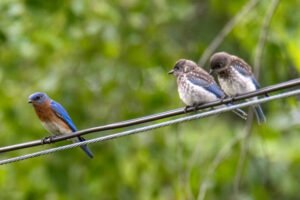 Blue Jay