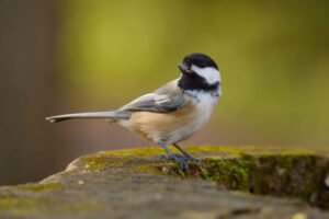 Chickadee