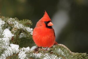 Northern Cardinal