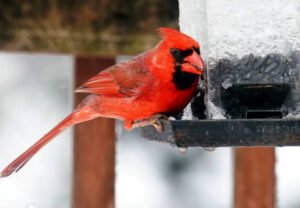 Northern Cardinal