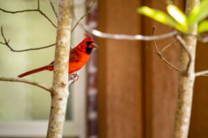 Northern Cardinal