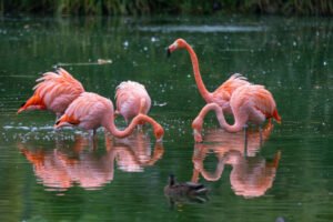 Flamingos