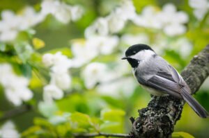 What is the typical lifespan of a chickadee?