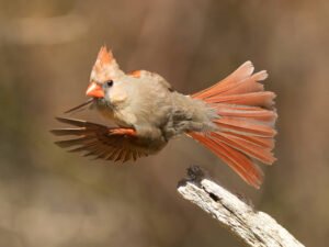 What is the Average Lifespan of a Female Cardinal?