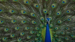 What is the Average Lifespan of a Peacock?