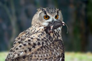 The 5 Foods Owls Love Most