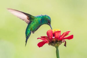 The 5 Foods Hummingbirds Love Most