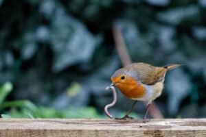 The 5 Foods Robins Love Most