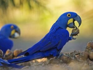 Blue Parrot's Top 5 Dietary Staples