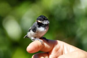 What is the typical lifespan of a chickadee?