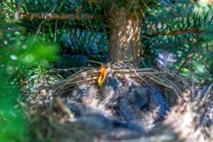 What is the Average Lifespan of a Female Cardinal?