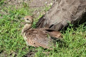 What is the Average Lifespan of a Peacock?