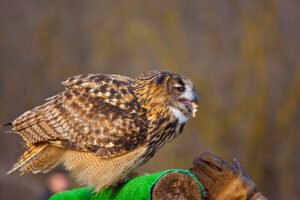 The 5 Foods Owls Love Most