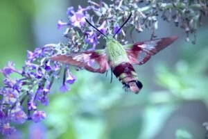 The 5 Foods Hummingbirds Love Most