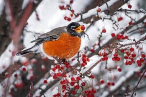 The 5 Foods Robins Love Most