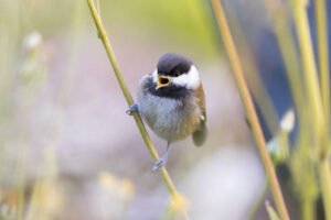 What is the typical lifespan of a chickadee?