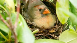 What is the Average Lifespan of a Female Cardinal?