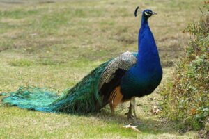 What is the Average Lifespan of a Peacock?