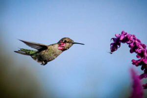 The 5 Foods Hummingbirds Love Most