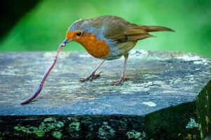 The 5 Foods Robins Love Most