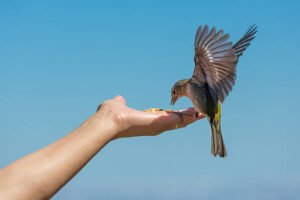 Top 5 Foods in the Diet of Female Cardinals