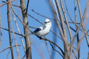 What is the typical lifespan of a chickadee?