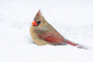 What is the Average Lifespan of a Female Cardinal?