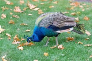 What is the Average Lifespan of a Peacock?